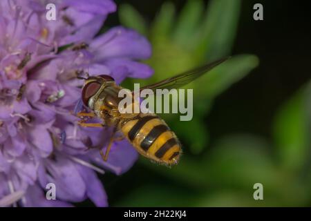 Grande hoverfly, comune giardino hoverfly (Syrphus ribesii) su foresta vedova fiore (Knautia dipsacifolia), Baden-Wuerttemberg, Germania Foto Stock