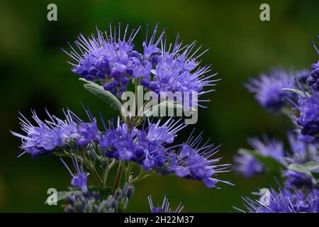 Fiore della barba fiorito, varietà 'Grand Blue', Caryopteris clandonensis Foto Stock