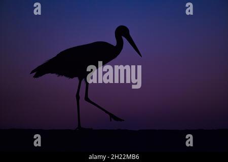 Cicogna bianca (Ciconia ciconia) all'alba, Riserva della Biosfera dell'Elba di mezzo, Sassonia-Anhalt, Germania Foto Stock