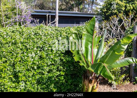 Banana palma e gelsomino cinese stella che cresce in un giorno di primavera in un giardino di Sydney, Australia Foto Stock