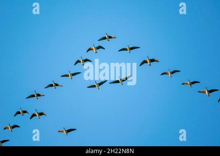 Volo d'oca di Greylag (Anser anser), fauna selvatica, Vorpommersche Boddenlandschaft National Park, Meclemburgo-Pomerania occidentale, Germania Foto Stock