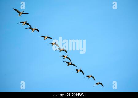 Volo d'oca di Greylag (Anser anser), fauna selvatica, Vorpommersche Boddenlandschaft National Park, Meclemburgo-Pomerania occidentale, Germania Foto Stock