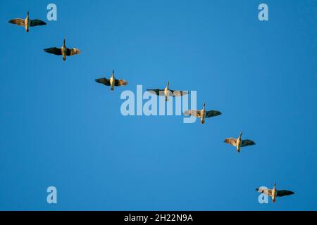 Volo d'oca di Greylag (Anser anser), fauna selvatica, Vorpommersche Boddenlandschaft National Park, Meclemburgo-Pomerania occidentale, Germania Foto Stock