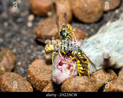 Tre vespinae (Vespinae) si snacking su un mouse House (Mus musculus) Foto Stock