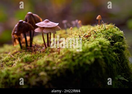 Foresta funghi su un ceppo. Una varietà di funghi selvatici che crescono in una foresta umida del Pacifico nord-occidentale. Foto Stock