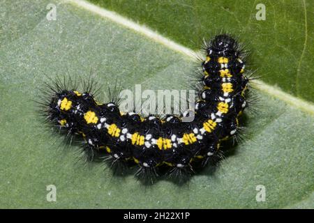 Falena tigre scarlatto (Callimorfa dominula), bruco Foto Stock