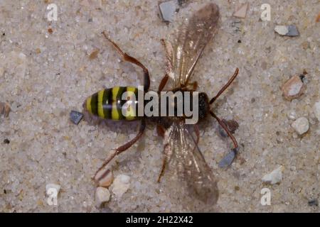 Nomade di Lathbury (Nomada lathburiana) Bee Foto Stock