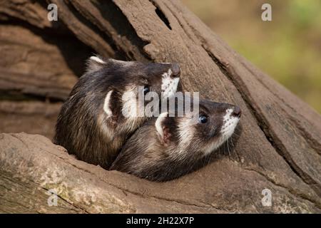 Polecati europei (Mustela putorius) Foto Stock