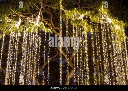 Decorative stringa outdoor luci appese su albero nel giardino di notte Foto Stock