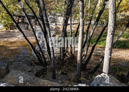 Un gruppo di alberi vicino al fiume Santa Fe Foto Stock