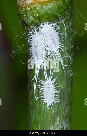 Primo piano di un mealybug a coda lunga - Pseudococcus longispinus (Pseudococcidae) su una foglia di orchidee, i mealybug sono parassiti che alimentano succhi di piante. Foto Stock