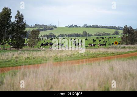 Primo piano di tori di manzo stud, mucche e vitelli che pascolo su erba in un campo, in Australia. Razze di bestiame includono parco speckled, murray grigio, angus, br Foto Stock