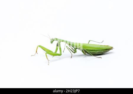 femmina verde che prega mantis mangiare un cricket. insetto su sfondo bianco. primo piano Foto Stock