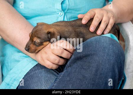 Un puppy marrone Jack Russell di un mese si trova sul braccio di una donna. Lei batte il cane. Il cane dorme. Per la prima volta al sole. Temi animali Foto Stock