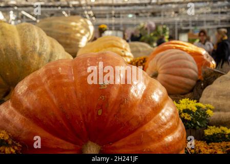 Mostra di zucche giganti di varie forme, colori e dimensioni. Foto Stock