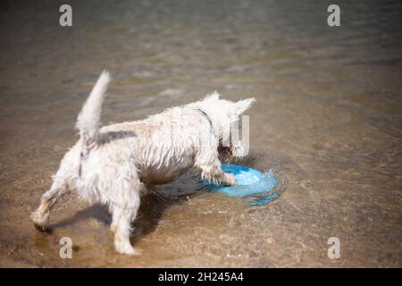 West highland bianco terrier cane giocando con disco volante che lo afferra in acqua poco profonda che lo pinning giù con la vista posteriore della zampa anteriore in giorno di sole Foto Stock