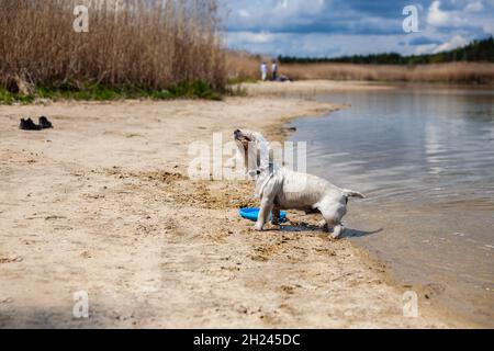 Piccolo cane bianco che scuote uscendo dal profilo d'acqua vista laterale | Wet West Highland bianco terrier su una spiaggia che gioca con disco volante in acqua Foto Stock