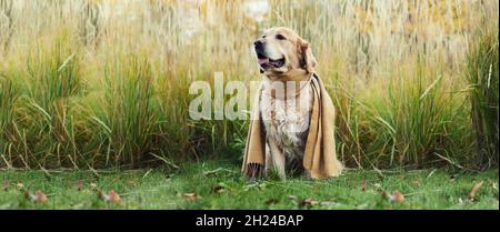 golden retriever in un parco autunnale con una sciarpa intorno al collo Foto Stock