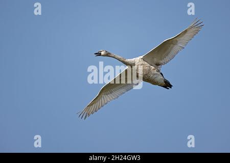Giovane Mute Swan in volo al Massbere RSPB Reserve Suffolk Foto Stock