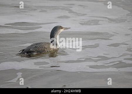 Red Throated Diver in inverno precipita vicino alla riva al Mossbere RSPB Reserve Suffolk Foto Stock