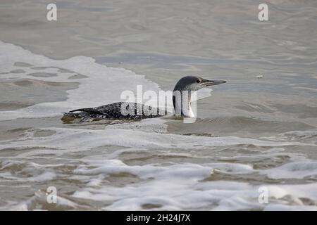 Red Throated Diver in inverno precipita vicino alla riva al Mossbere RSPB Reserve Suffolk Foto Stock