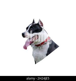Ritratto di un maschio americano Staffordshire Terrier cane. PET. Razze di cani di servizio. Isolato su sfondo bianco. Foto Stock