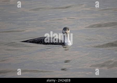 Red Throated Diver in inverno precipita vicino alla riva al Mossbere RSPB Reserve Suffolk Foto Stock