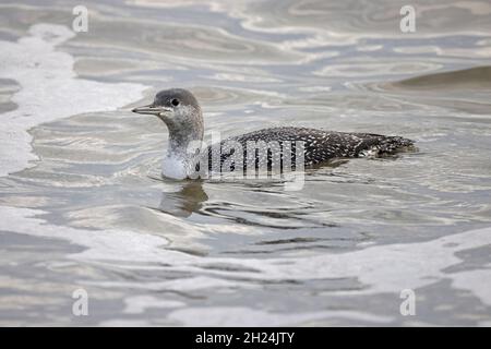 Red Throated Diver in inverno precipita vicino alla riva al Mossbere RSPB Reserve Suffolk Foto Stock