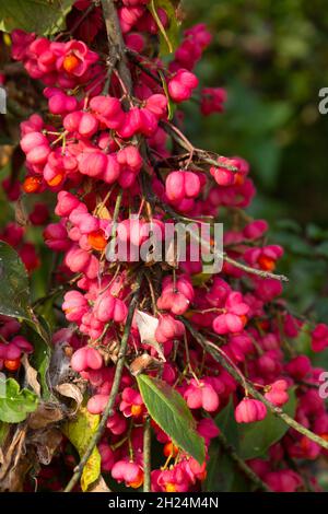 Fiori rosa unici e luminosi con frutti di un cespuglio di fuso, chiamato anche Euonymus europaeus o albero di fuso europeo Foto Stock