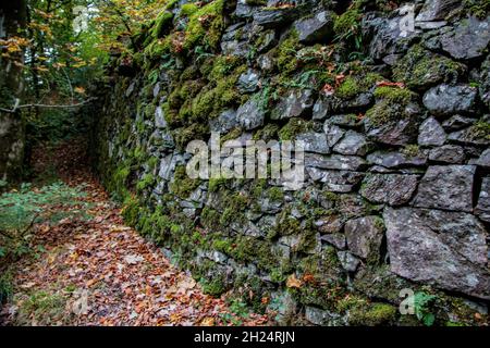 Antico muro di pietra a secco costruito con metodi tradizionali a Skelwith Force, Skelwith Bridge, nr Ambleside, Cumbria, Inghilterra, REGNO UNITO Foto Stock