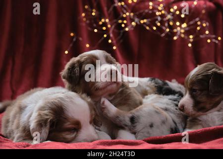 Quattro bellissimi cuccioli australiani posano sul biglietto di auguri di Capodanno o Natale. Figliata di un mese di cuccioli di pastore australiano in plaid rosso contro il backgr Foto Stock