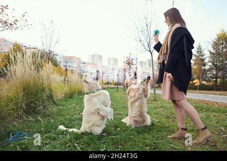 La ragazza allena due recuperatori d'oro nel parco Foto Stock