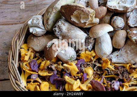 funghi girolle in cestino di vimini, norfolk, inghilterra Foto Stock