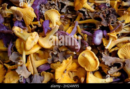 funghi girolle in cestino di vimini, norfolk, inghilterra Foto Stock