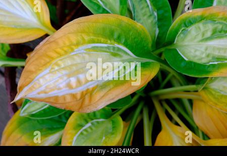 autunnale hosta foglie di pianta in giardino inglese, norfolk, inghilterra Foto Stock