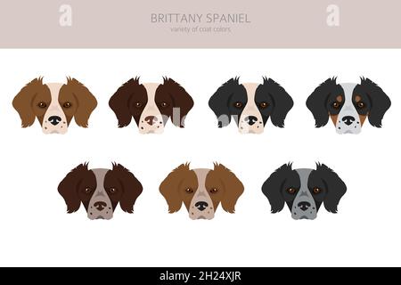 Bretagna spaneil colore varietà clipart. Diverse pose impostate. Raccolta infografica del cane. Illustrazione vettoriale Illustrazione Vettoriale