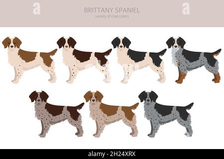 Bretagna spaneil colore varietà clipart. Diverse pose impostate. Raccolta infografica del cane. Illustrazione vettoriale Illustrazione Vettoriale