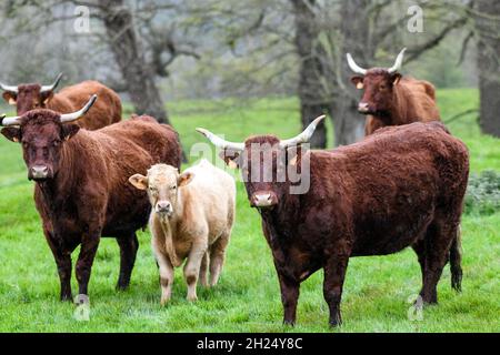 Salers mucche sotto la pioggia nella zona Pays Caux in Normandia Foto Stock