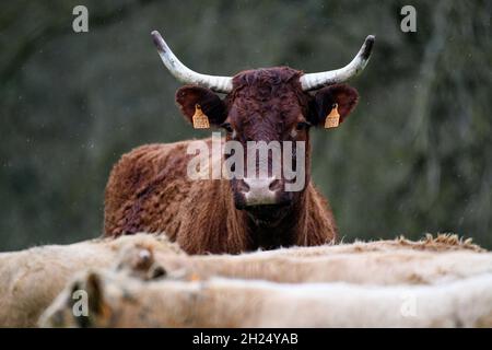 Salers mucche sotto la pioggia nella zona Pays Caux in Normandia Foto Stock