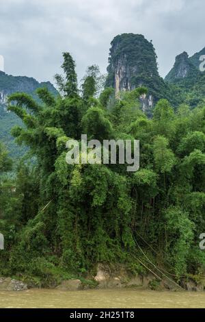 Una foresta di bambù che cresce lungo la riva del fiume li in Cina. Foto Stock