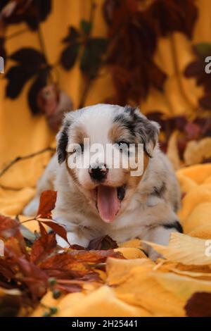 Aussie blu merle molto carino e morbido. Cane purosangue. Albaci di cucciolo con bocca aperta. Un cucciolo di pastore australiano di un mese giace su bianco giallo Foto Stock