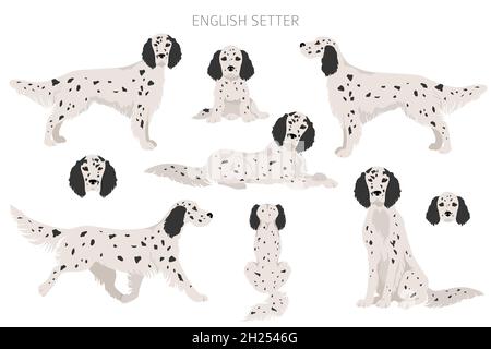 Clipart setter inglese. Pose diverse, colori del cappotto impostati. Illustrazione vettoriale Illustrazione Vettoriale