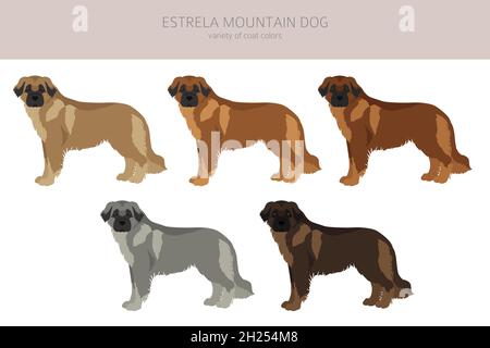 Estrela montagna cane clipart. Pose diverse, colori del cappotto impostati. Illustrazione vettoriale Illustrazione Vettoriale