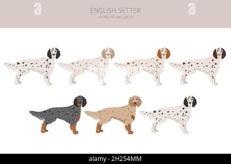 Clipart setter inglese. Pose diverse, colori del cappotto impostati. Illustrazione vettoriale Illustrazione Vettoriale