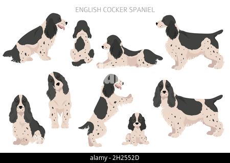 Coccker inglese spaniel clipart. Pose diverse, colori del cappotto impostati. Illustrazione vettoriale Illustrazione Vettoriale