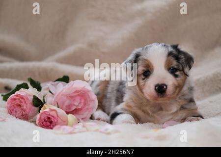 Piccolo cucciolo di Australian Shepherd blu Merle si trova su soffice coperta bianca accanto al bouquet di rose rosa. Bel cane australiano per le carte di vacanza. Foto Stock