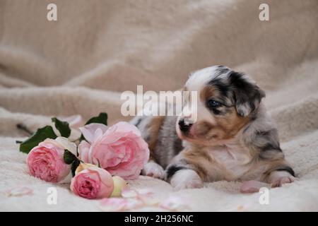 Piccolo cucciolo di Australian Shepherd blu Merle si trova su soffice coperta bianca accanto al bouquet di rose rosa. Bel cane australiano per le carte di vacanza. Foto Stock