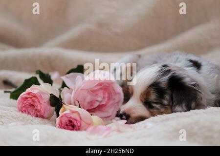 Piccolo cucciolo di Australian Shepherd blu Merle si trova su soffice coperta bianca accanto al bouquet di rose rosa. Bel cane australiano per le carte di vacanza. Foto Stock