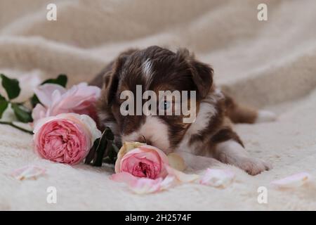 Piccolo pastore australiano cucciolo rosso tricolore giace su soffice coperta bianca accanto alle rose rosa. Bel cane australiano per le carte di vacanza. Buon Valen Foto Stock