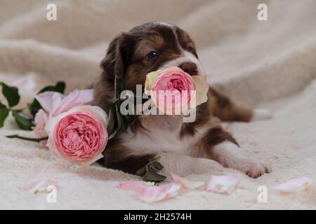 Piccolo pastore australiano cucciolo rosso tricolore giace su soffice coperta bianca accanto alle rose rosa. Bel cane australiano per le carte di vacanza. Buon Valen Foto Stock